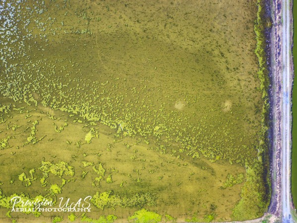 Fish Pond Algae by Provision UAS